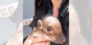 Savona – Cucciolo di cinghiale orfano salvato dai volontari dell’Enpa