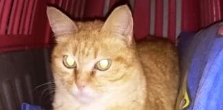 Soccorsa a Stella, la “Rossa” cerca casa