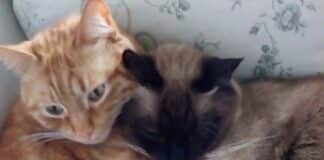 Lancia un gatto dalla finestra e ne abbandona altri due, indaga la Procura