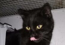 Mallare, cerca casa il gattino investito nelle scorse settimane