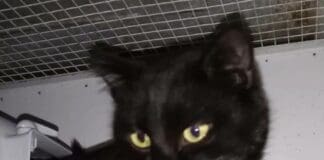 Mallare, cerca casa il gattino investito nelle scorse settimane