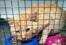 Noli, spari a un gatto di strada: si cerca il responsabile gatto ferito