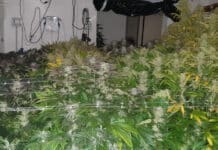 Struppa – Polizia cerca un ladro e trova una piantagione di marijuana marijuana struppa piantagine