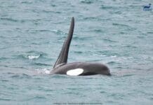 Orche a Genova – Uno degli esemplari avvistato in Israele orca riptide