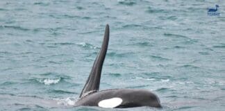 Orche a Genova – Probabile avvistamento in Libano orca riptide