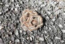 Processionaria – Ancora segnalazioni nei Parchi e nei Giardini, pericolo per bambini e cani processionaria