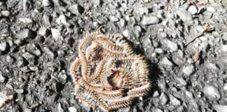 Processionaria – Ancora segnalazioni nei Parchi e nei Giardini, pericolo per bambini e cani processionaria