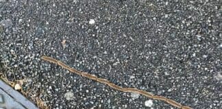 Allarme processionarie nei parchi di Genova, pericolo per bambini e cani processionarie