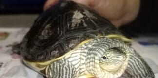 Cairo – Tartaruga abbandonata in un negozio cerca una nuova famiglia