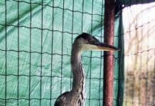 Savona – Airone cenerino cade dal nido, salvato dai volontari Enpa
