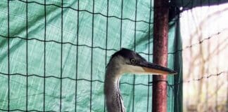 Savona – Airone cenerino cade dal nido, salvato dai volontari Enpa