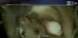 Coronavirus – TG Rai Leonardo aveva predetto il rischio epidemia? – VIDEO coronavirus-tg-leonardo