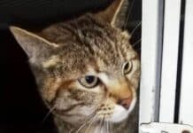 La Spezia, abbandonano gatti al canile, scoperti dalle telecamere della polizia locale gatto