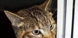 La Spezia, abbandonano gatti al canile, scoperti dalle telecamere della polizia locale gatto