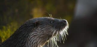 Dopo trent’anni la lontra torna in Liguria