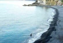 Camogli, morto tra atroci sofferenze il capriolo che passeggiava sulla spiaggia capriolo spiaggia Camogli