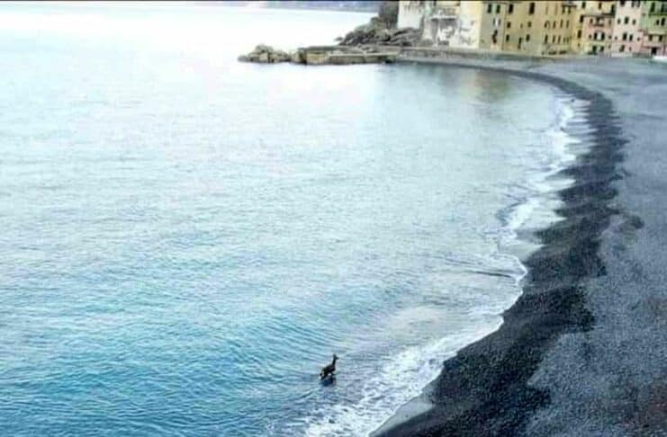 capriolo spiaggia Camogli