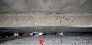 Savona – ENPA salva gabbiano bloccato nell’intercapedine di un sottopasso per giorni