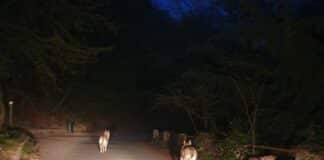 Coronavirus – Al Righi semideserto tornano i Lupi? Lupi al Righi