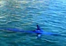 Pesce spada nel porticciolo di Portofino? No, è una aguglia imperiale aguglia imperiale Portofino