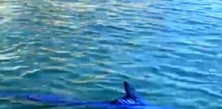 Sestri Levante, un’aguglia imperiale gigante nuota tra i bagnanti – VIDEO aguglia imperiale Portofino