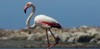 Fenicottero rosa alla foce dell’Entella – L’appello della Lipu: non disturbatelo fenicottero rosa entella