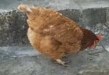 Gallina divora una vipera intera dopo averla uccisa, il video gallina mangia vipera