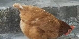 Gallina divora una vipera intera dopo averla uccisa, il video gallina mangia vipera