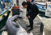 Squalo elefante di 4 metri pescato a Varazze squalo elefante Varazze