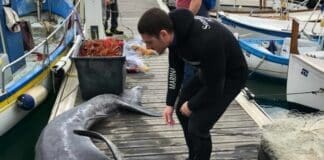 Squalo elefante di 4 metri pescato a Varazze squalo elefante Varazze