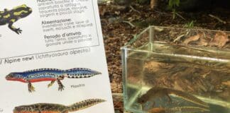 Trekking Fotografico e Biowatching nel Parco del Beigua Parco Beigua tritone