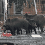 Genova, cinghiali sulla Sopraelevata, strada chiusa verso ponente cinghiali cantiere ponte per genova