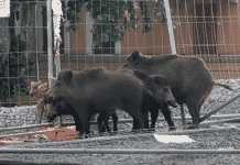 Genova, ancora cinghiali per strada in corso Europa cinghiali cantiere ponte per genova
