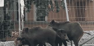 Genova, ancora allerta cinghiali per strada, famigliola a spasso in via Cechov cinghiali cantiere ponte per genova