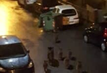 Quezzi – Cinghiali spingono i cassonetti per strada per farli ribaltare – VIDEO cinghiali quezzi bidoni