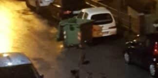 Quezzi – Cinghiali spingono i cassonetti per strada per farli ribaltare – VIDEO cinghiali quezzi bidoni