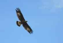 A caccia di aquile nel parco del Beigua, ma con i binocoli aquila Beigua