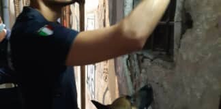 Genova, raffica di controlli anti droga nel centro storico cane antidroga