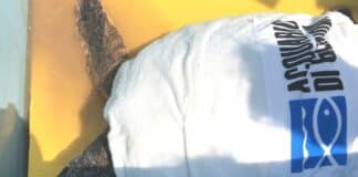 Liberate in mare due tartarughe caretta-caretta curate all’Acquario di Genova – VIDEO tartaruga caretta caretta