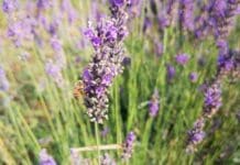 Recco, sabato 27 aprile alla scoperta degli oli essenziali Lavanda