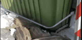 Marassi – Cinghiali banchettano davanti al supermercato in viale Centurione Bracelli – VIDEO