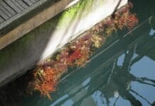 Specie di organismi marini alieni scoperti al Porto Antico gorgonia Porto Antico