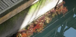 Specie di organismi marini alieni scoperti al Porto Antico gorgonia Porto Antico