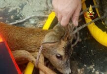 Capriolo intrappolato in una rete di recinzione sull’autostrada A7, salvato dai Vigili del Fuoco capriolo