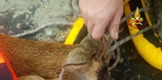 Savona, in coda in Lungomare Matteotti per un capriolo ferito capriolo