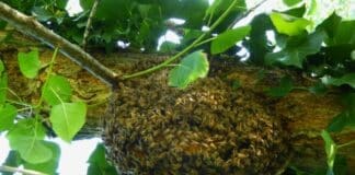 Api selvatiche, ora c’è la App per segnalarle api selvatiche