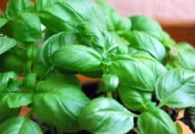 Basilico genovese, all’Acquario un viaggio tra scienza e leggenda basilico
