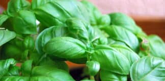 Basilico genovese, all’Acquario un viaggio tra scienza e leggenda basilico