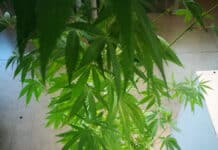 Molassana – Pianta di marijuana sul balcone, denunciato