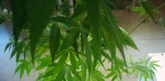 Molassana – Pianta di marijuana sul balcone, denunciato